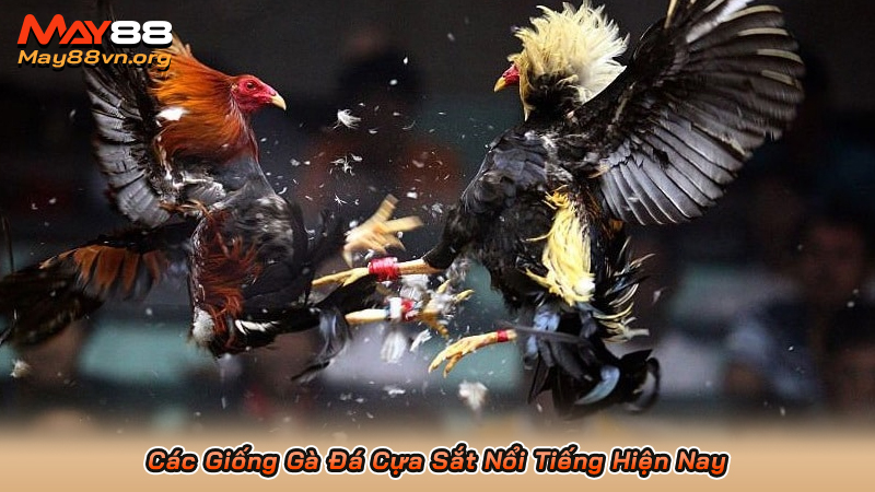Các Giống Gà Đá Cựa Sắt Nổi Tiếng Hiện Nay