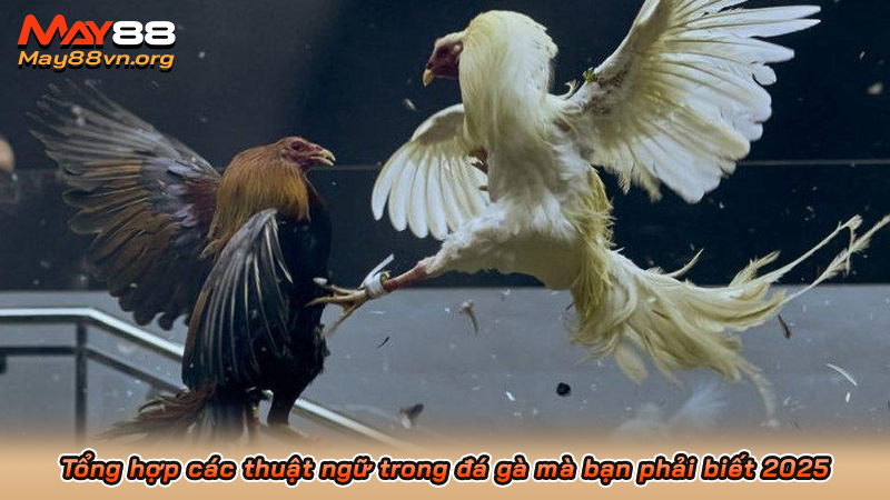 Tổng hợp các thuật ngữ trong đá gà mà bạn phải biết 2025 4 Tổng hợp các thuật ngữ trong đá gà mà bạn phải biết 2025