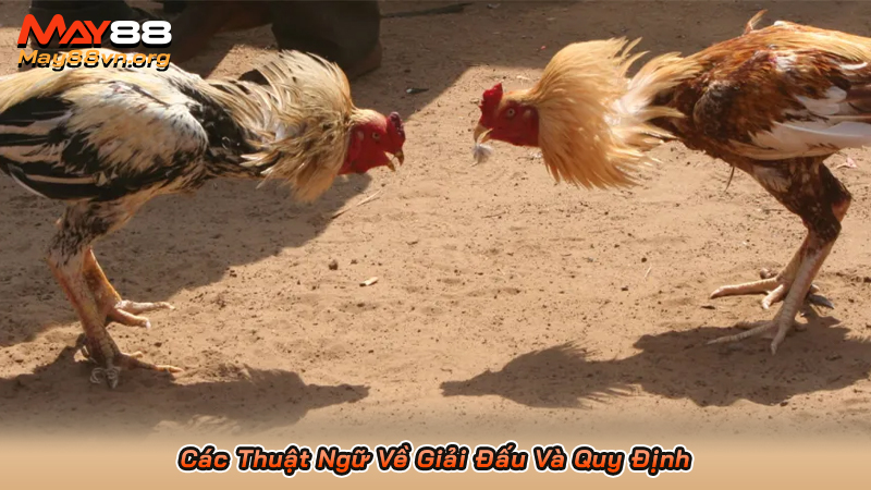 Các Thuật Ngữ Về Giải Đấu Và Quy Định