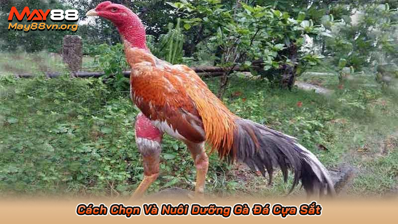 Cách Chọn Và Nuôi Dưỡng Gà Đá Cựa Sắt