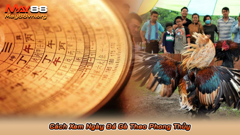 Xem Ngày Đá Gà - Bí Quyết Chọn Ngày Đá Gà Dễ Thắng Nhất 4 Cách Xem Ngày Đá Gà Theo Phong Thủy
