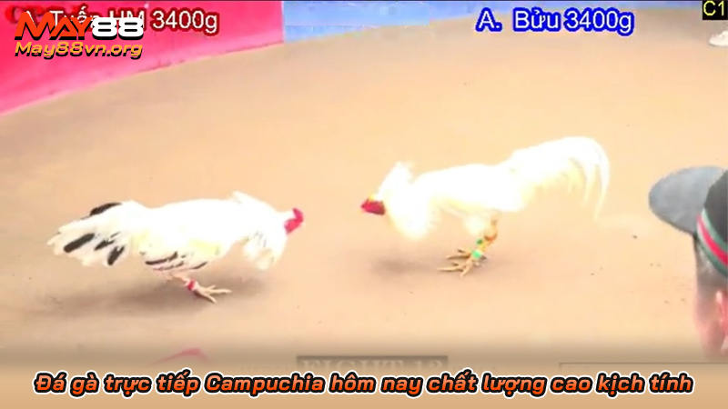 Đá gà trực tiếp Campuchia hôm nay chất lượng cao kịch tính 1 Đá gà trực tiếp Campuchia hôm nay chất lượng cao kịch tính