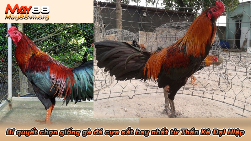 Bí quyết chọn giống gà đá cựa sắt hay nhất từ Thần Kê Đại Hiệp 3 Bí quyết chọn giống gà đá cựa sắt hay nhất từ Thần Kê Đại Hiệp