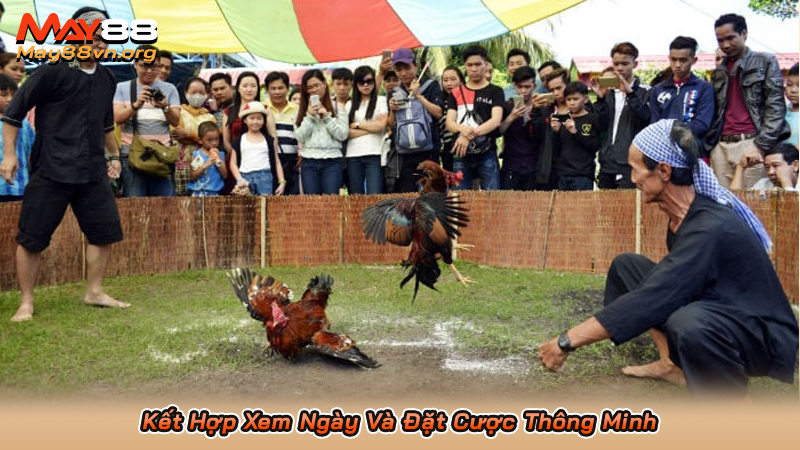 Xem Ngày Đá Gà - Bí Quyết Chọn Ngày Đá Gà Dễ Thắng Nhất 5 Kết Hợp Xem Ngày Và Đặt Cược Thông Minh