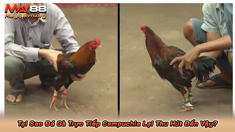 Tại Sao Đá Gà Trực Tiếp Campuchia Lại Thu Hút Đến Vậy?