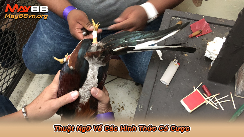 Thuật Ngữ Về Các Hình Thức Cá Cược