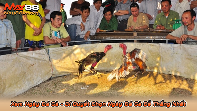 Xem Ngày Đá Gà - Bí Quyết Chọn Ngày Đá Gà Dễ Thắng Nhất 2 Xem Ngày Đá Gà - Bí Quyết Chọn Ngày Đá Gà Dễ Thắng Nhất